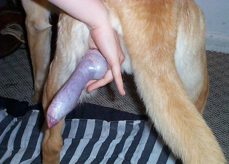 First Time Sucking Dog Cock